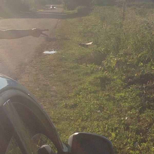 Photos at Пружицы - Village in Пружицы