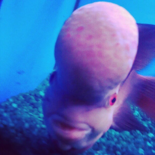 Big Al s Fish Store 850 Dundas Street East