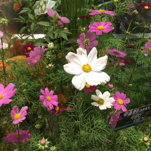 Photos At フルール カレン 五反田店 Now Closed Flower Shop In 品川区