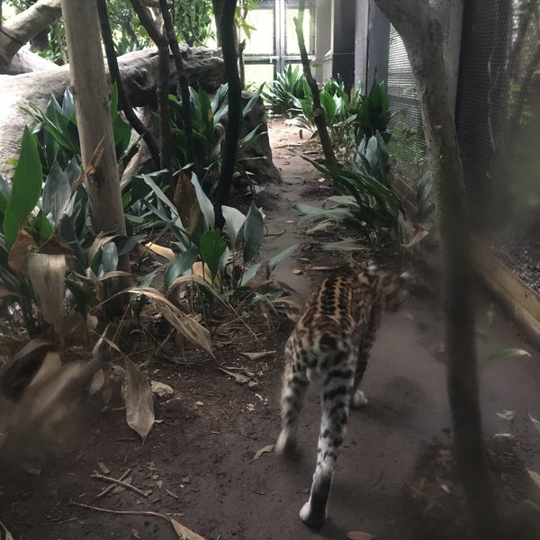 ズーラシア オセロット 旭区 横浜市 神奈川県