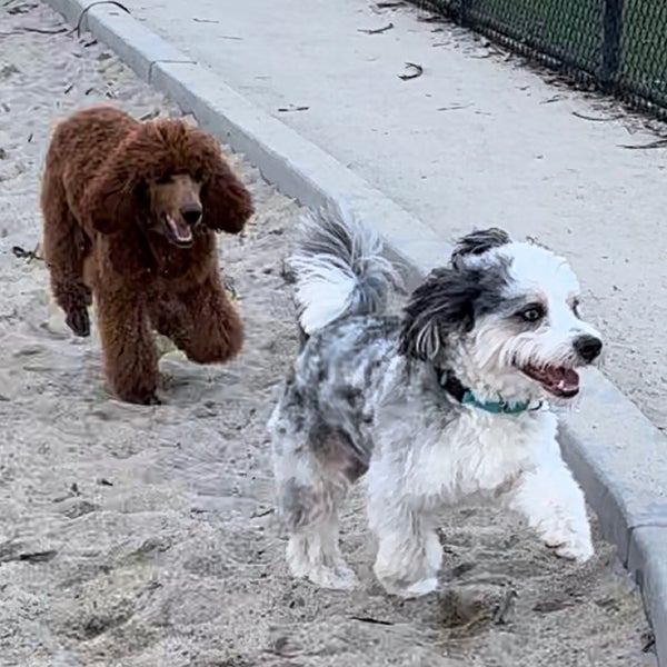 Golden Gate Park Dog Run 2 Dog Park in San Francisco