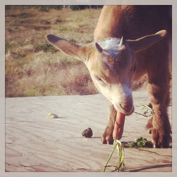 Photo taken at The Belmont Goats by Bix F. on 6/10/2013