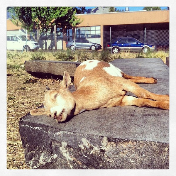 รูปภาพถ่ายที่ The Belmont Goats โดย Bix F. เมื่อ 7/18/2013