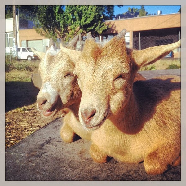 Foto scattata a The Belmont Goats da Bix F. il 7/10/2013