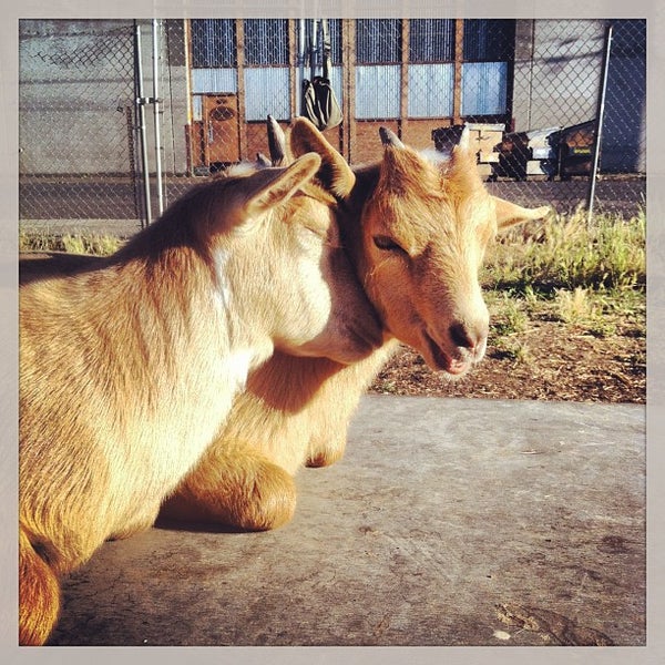 7/10/2013にBix F.がThe Belmont Goatsで撮った写真