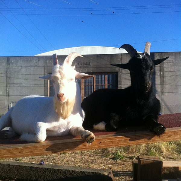 Foto scattata a The Belmont Goats da Bix F. il 6/10/2013