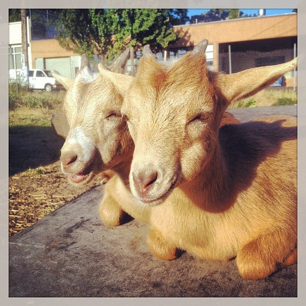 Photo taken at The Belmont Goats by Bix F. on 7/10/2013