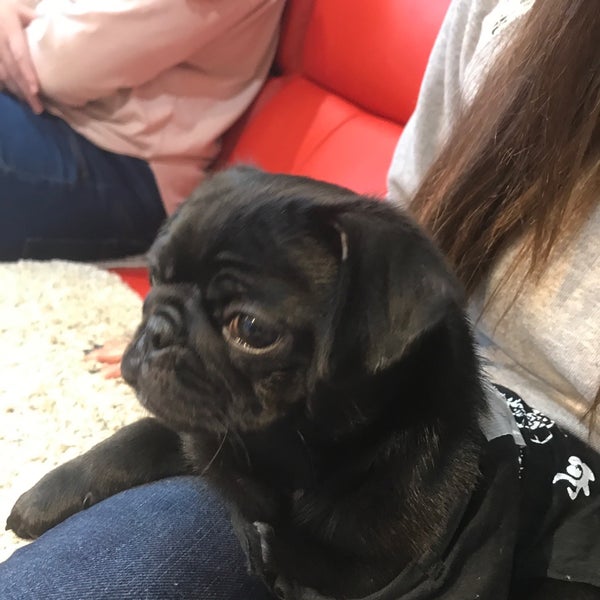Living Room Pug Cafe Pet Cafe In Nishikyo Ku Kyoto Living Room Pug Cafe Pet Cafe In Nishikyo Ku Kyoto