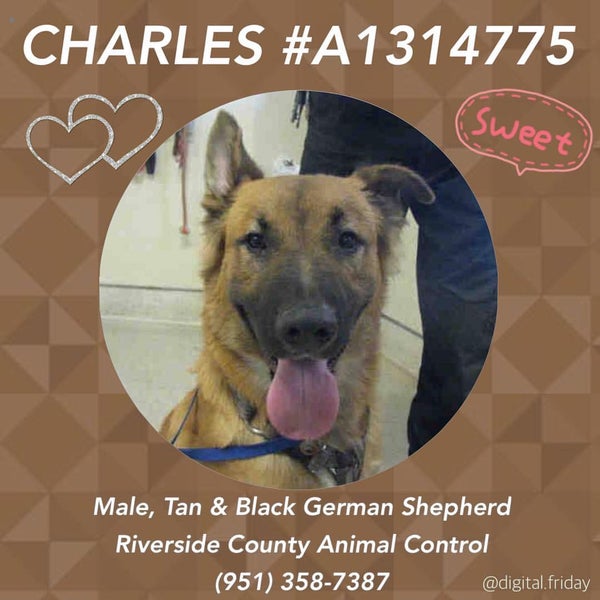 Riverside County Department of Animal Services Pedley 9 tips