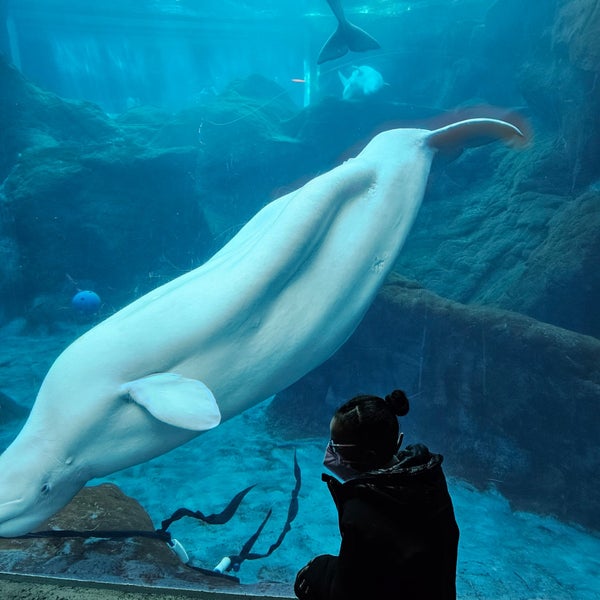 Foto diambil di Georgia Aquarium oleh Pamela M. pada 12/19/2023