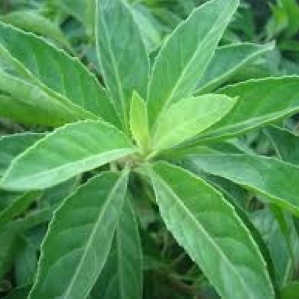 Photos at Dragon Herbs MidCity West 2 tips