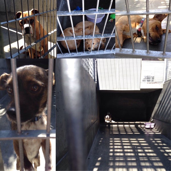 Foto tirada no(a) Pasadena Humane Society &amp; SPCA por Sara R. em 2/15/2015