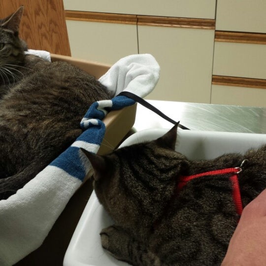 Deer Grove Veterinary 4 Tips From 40 Visitors