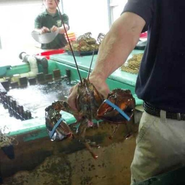 Photo prise au Ogunquit Lobster Pound Restaurant par Andrew B. le6/28/2013