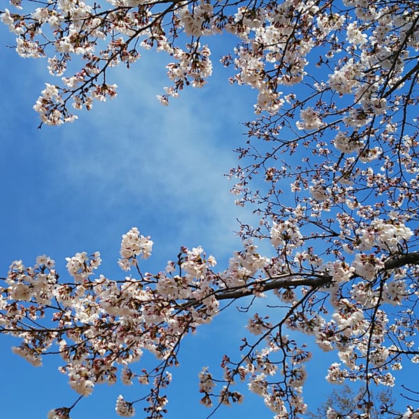 Photos At 足利公園 Park In Ashikaga