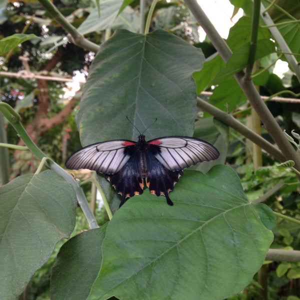 Photo taken at Mariposario de Benalmádena - Benalmadena Butterfly Park by Mahité C. on 8/27/2016