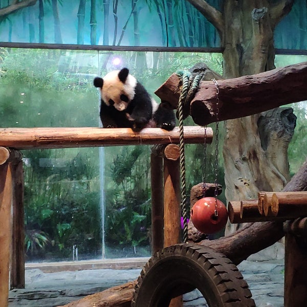 панда центр вологда