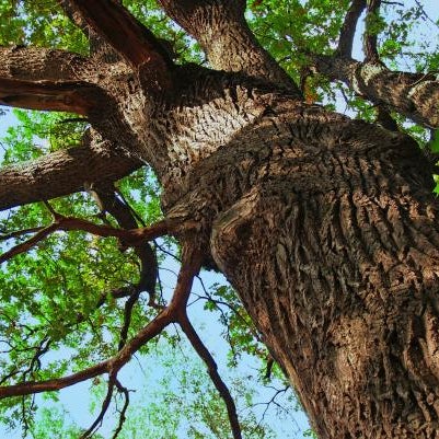 Robles Tree Service Llc Danbury Ct