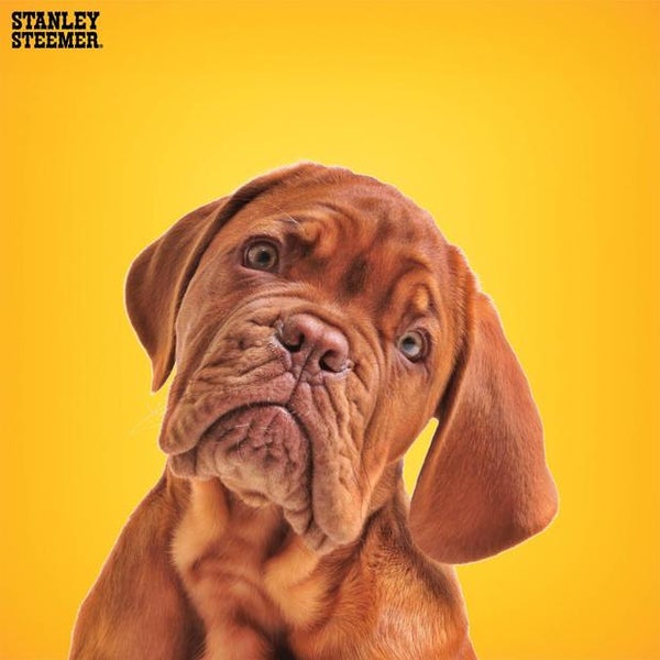 Stanley Steemer Home Service