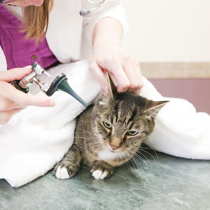 cat hospital sellwood