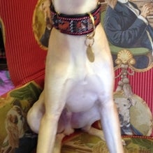 Das Foto wurde bei Mrs. Bones Decorative Dog Collars von Yext Y. am 12/15/2016 aufgenommen