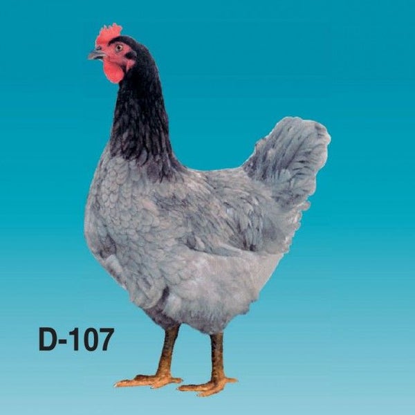 доминант 107 голубой