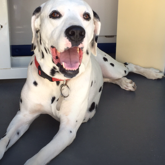 bernadette's doggy spa