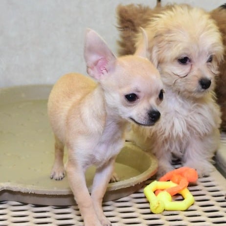 Photos At Pet City Pet Shops Pet Store In Colorado Springs