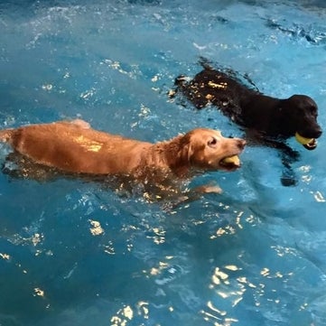 treasured pets resort and spa