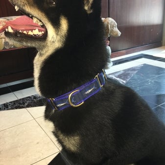 Das Foto wurde bei Mrs. Bones Decorative Dog Collars von Yext Y. am 12/15/2016 aufgenommen