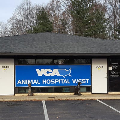 Cat Vca Thornton Animal Hospital Transparent Official Vca Animal Vet