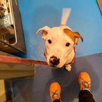 Photo prise au Urban Pooch Canine Life Center par Yext Y. le4/13/2020