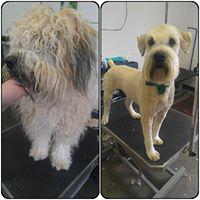 Photo taken at Dunk&#39;n Dogs Dogwash and Professional Grooming by Yext Y. on 6/5/2020