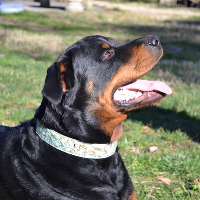 12/15/2016에 Yext Y.님이 Mrs. Bones Decorative Dog Collars에서 찍은 사진
