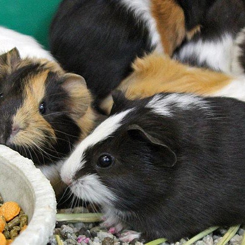 Uncle Bill's Pet Centers (East) Pet Store in Indianapolis