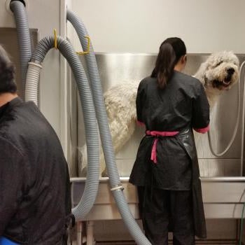 twickenton dog & cat grooming