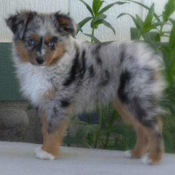 Photos at DD Mini Toy Aussies Pet Service