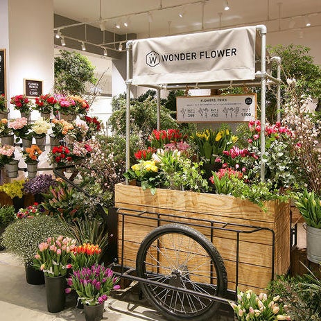 Wonder цветы