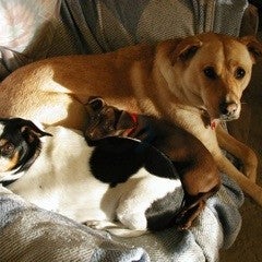 Photos At Creature Comforts Animal Hospital Veterinarian