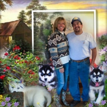 loyal siberian husky