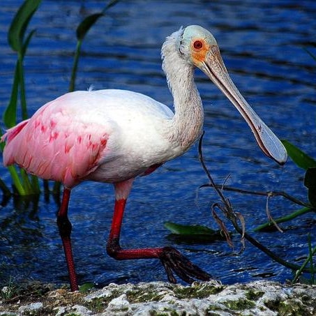 9/11/2018에 Yext Y.님이 Everglades River of Grass Adventures에서 찍은 사진
