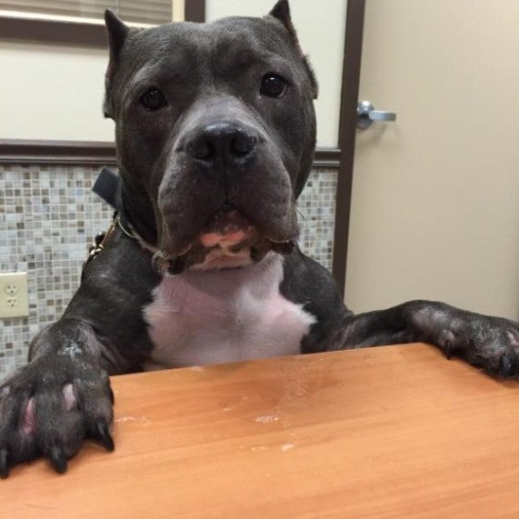 Photos At Garden State Animal Hospital Veterinarian In Cherry Hill