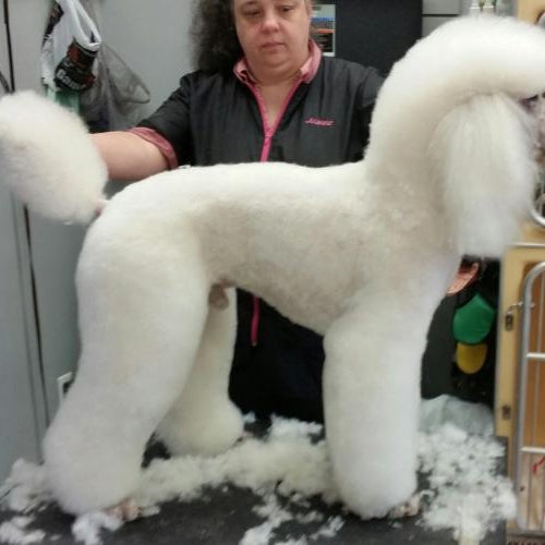 twickenton dog & cat grooming