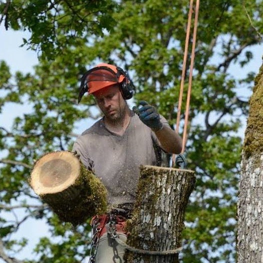Пилит дерево. Кронирование деревьев. Tree work. Арбористы в городе. Tree work.