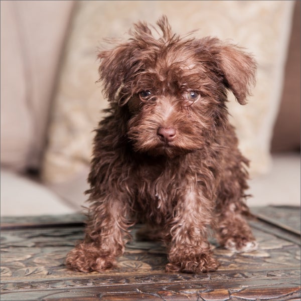 furrylicious boutique