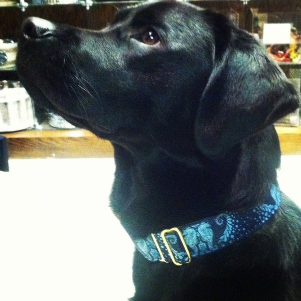 12/15/2016에 Yext Y.님이 Mrs. Bones Decorative Dog Collars에서 찍은 사진