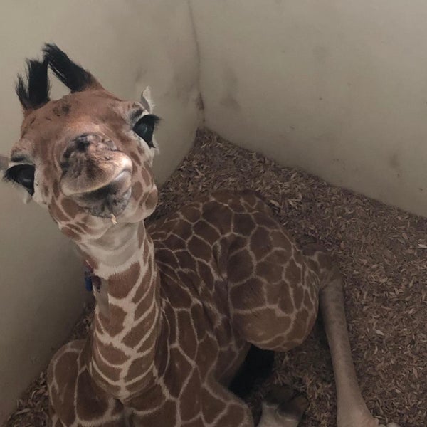 1/16/2020 tarihinde Yext Y.ziyaretçi tarafından Memphis Zoo'de çekilen fotoğraf