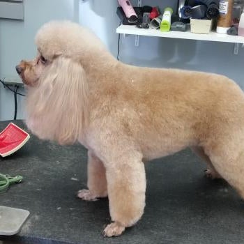 twickenton dog & cat grooming