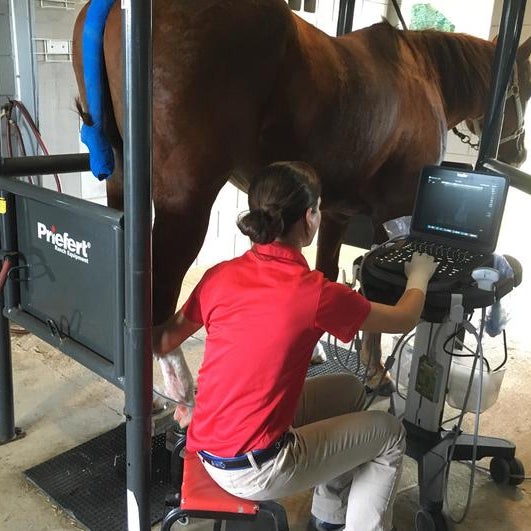 Performance Equine Veterinary Services Summerfield, FL