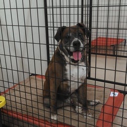 premier dog kennel